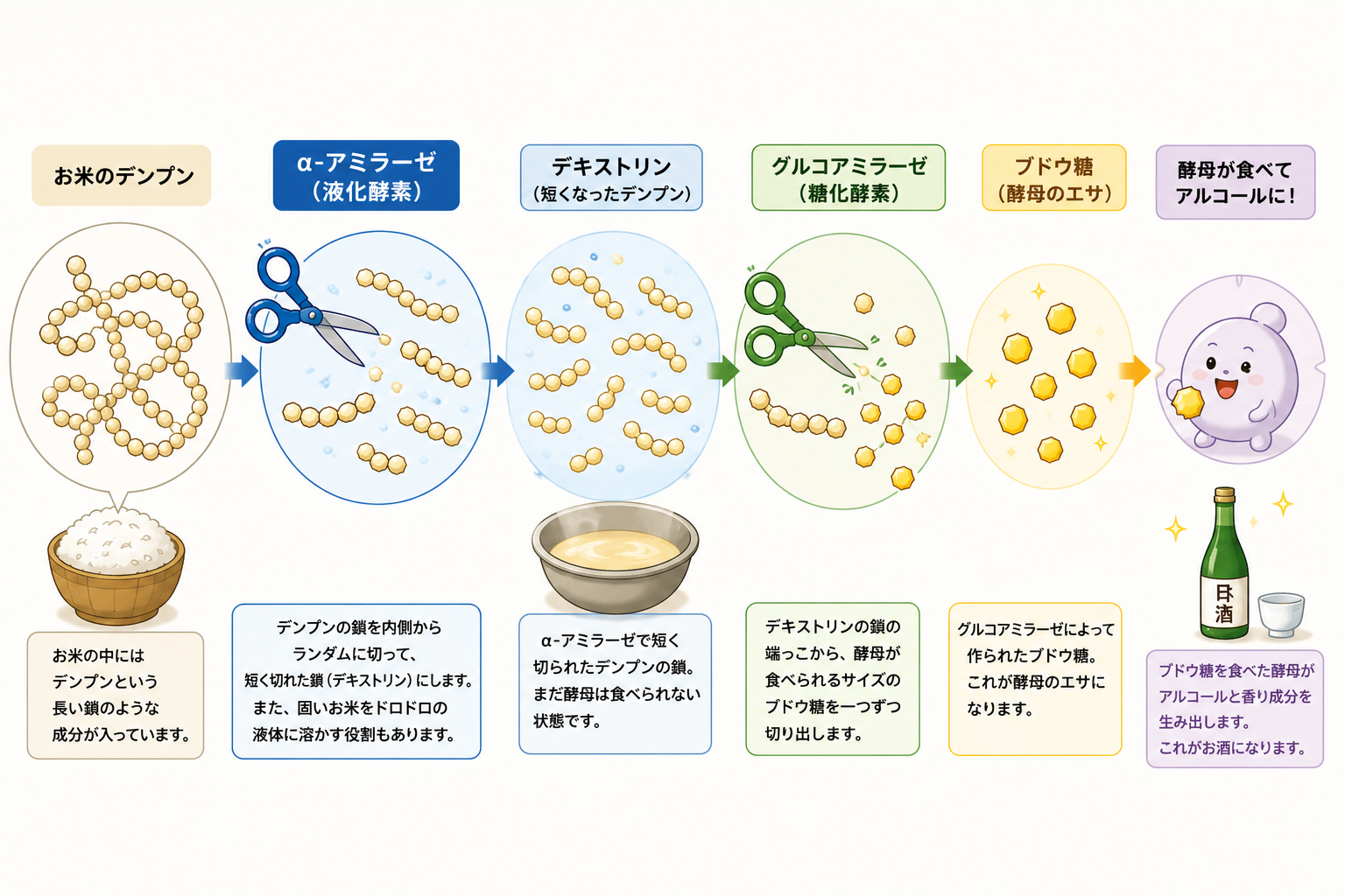 デンプンを糖に変えるアミラーゼ酵素の働き