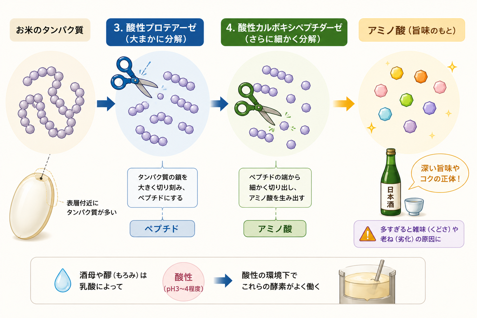 タンパク質をアミノ酸に変えるプロテアーゼ酵素の働き